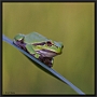 Boomkikker, European Tree Frog, Hyla arborea Location: Tiszagyenda, Hungary boomkikker MG 8666 kopie